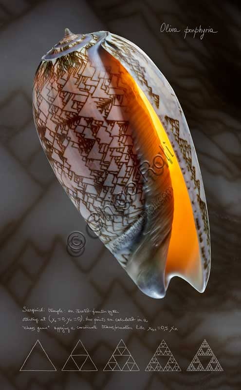 Fine Art