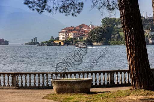 Stresa Lakefront Panorama: The Tree with View of Isola Bella