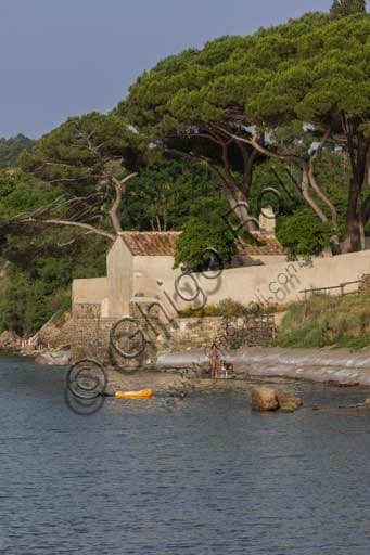 View of the Church of St. Cerbone overlooking the seafront of the Baratti Gulf, surrounded by stone pines (Pinus pinea)