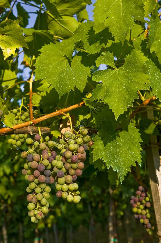 detail of Sagrantino di Montefalco grape clusters and berries, thick-skinned variety