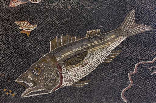 Roman mosaic detail Populonia: fish and shell, marine scene 2nd century BC