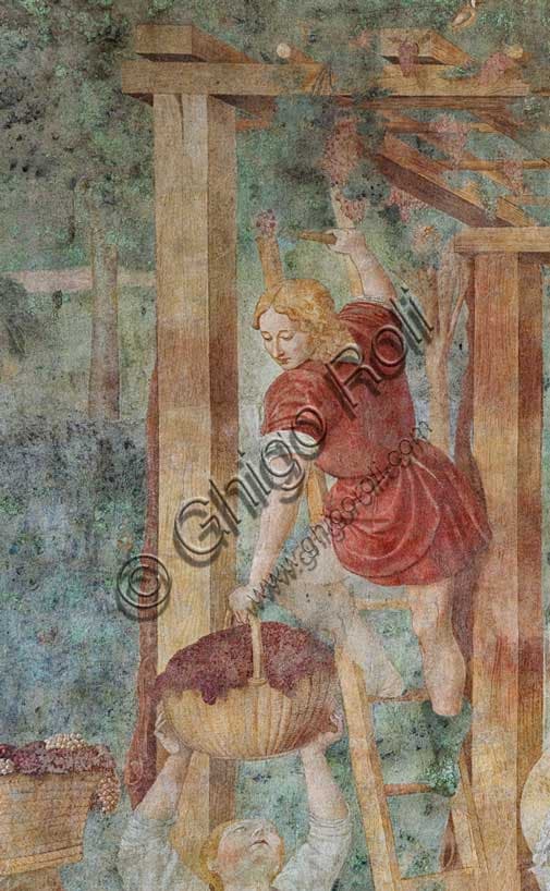Dettaglio della raccolta dell'uva, affresco di Benozzo Gozzoli, Camposanto Monumentale di Pisa, 1468/9
