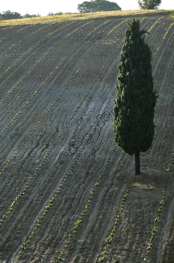 Painting of a new vineyard for sale with a cypress tree near Saragano