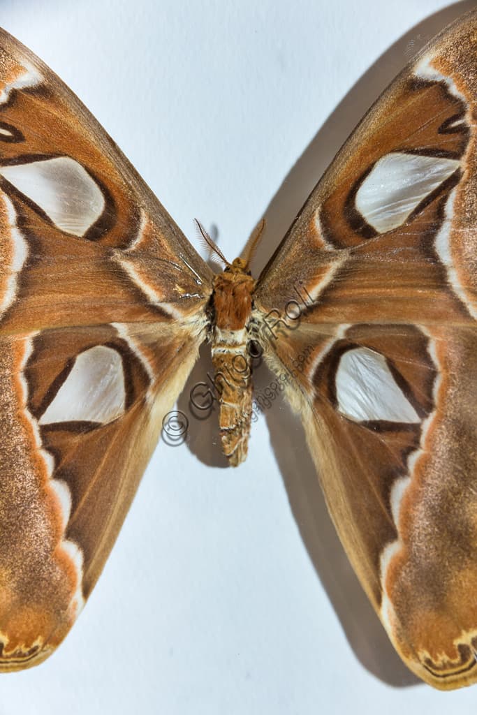 Farfalla Attacus atlas, la farfalla gigante, nella serra della Casa delle Farfalle di Collodi