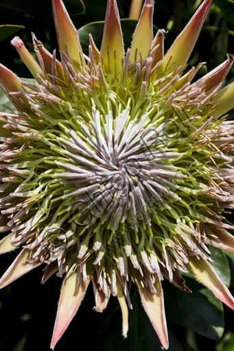 Close-up of an exotic Protea cynaroides (King Protea) flower, Protea Terrace, Botanical Garden of Isola Madre, Borromeo