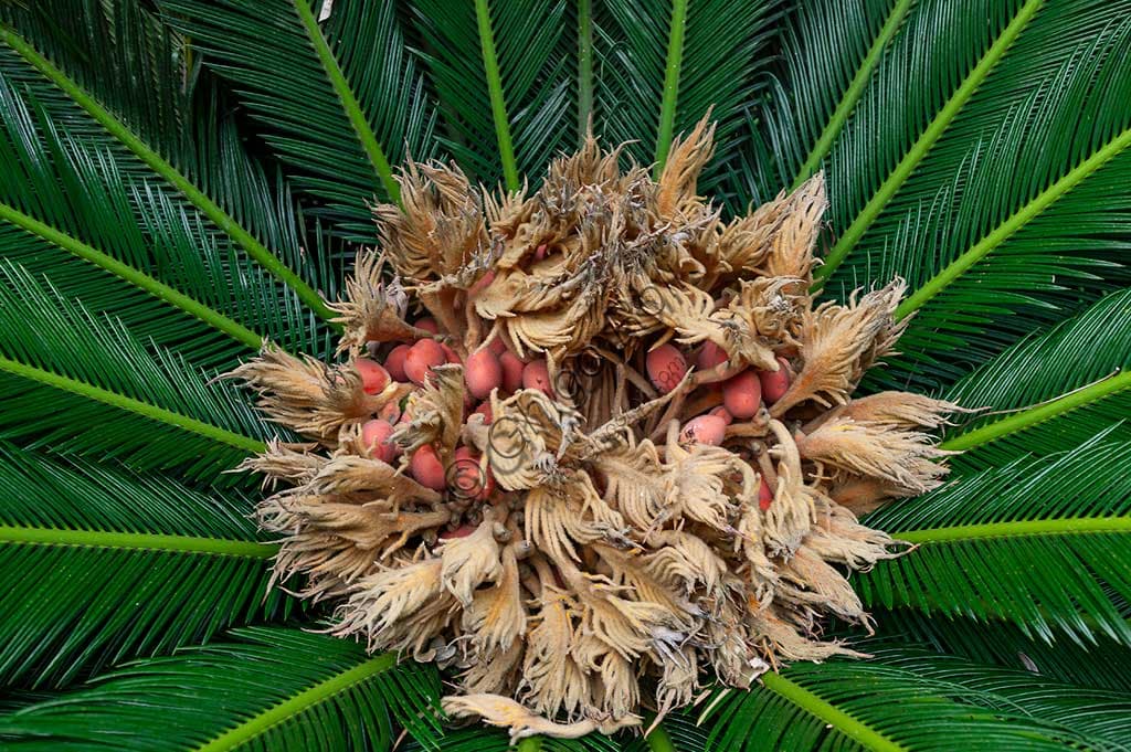 Fioritura della Cycas revoluta, una palma fossile, nell'Orto Botanico di Palermo in Sicilia