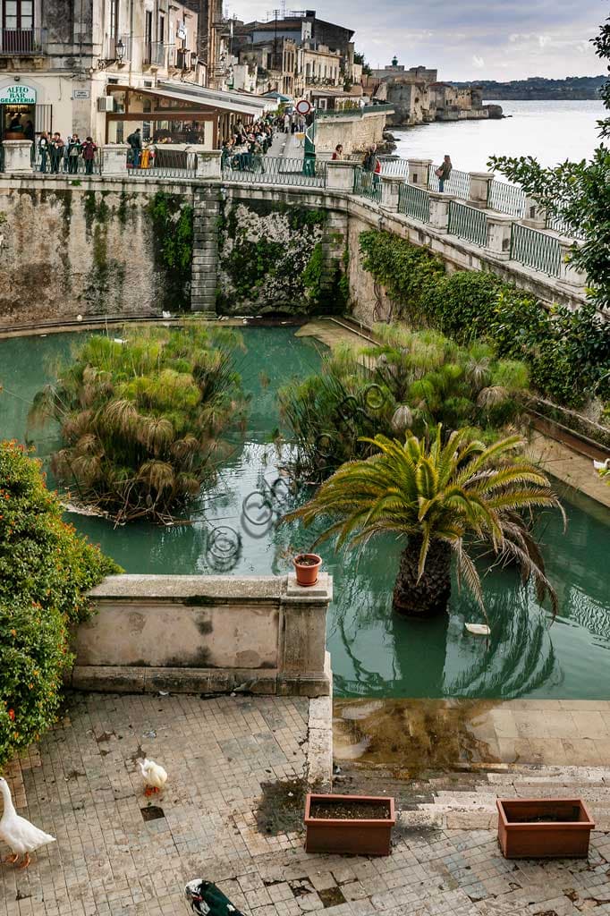 Veduta della Fonte Aretusa con piante di papiro sull'isola di Ortigia, Siracusa