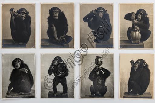 Black and white vintage photograph of Pierrette the chimpanzee mascot, artwork by Marcello Dudovich from 1910, bromide silver gelatine print