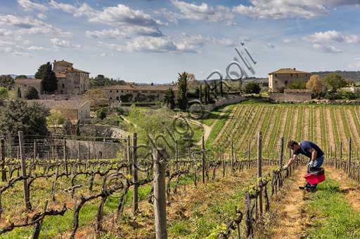 Veduta panoramica sui vigneti, uliveti e cipressi di Gaiole in Chianti dall'Azienda Ricasoli, Castello di Brolio, Podere Torricella