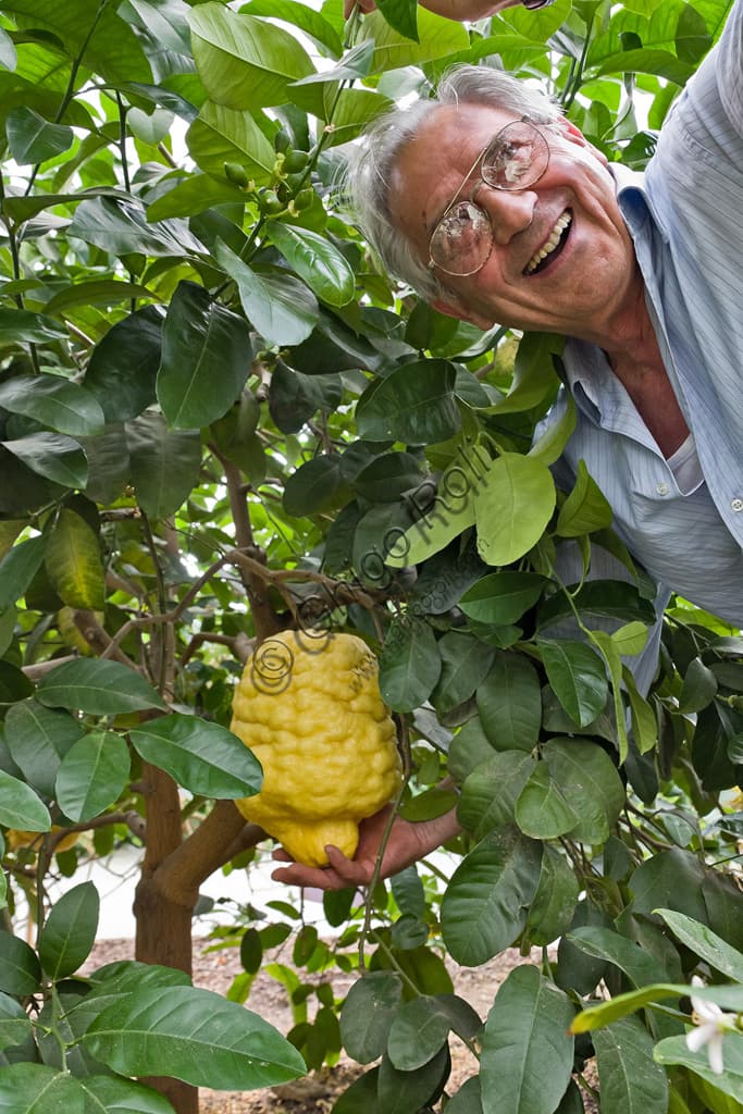 Giorgio Tintori nell'Hesperidarium, il Giardino degli Agrumi Oscar Tintori, tra piante di limoni ornamentali.