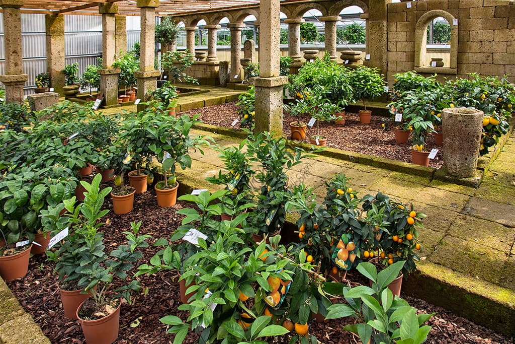 Vista interna della serra climatizzata Hesperidarium con piante di limoni e agrumi in vendita, Giardino Oscar Tintori