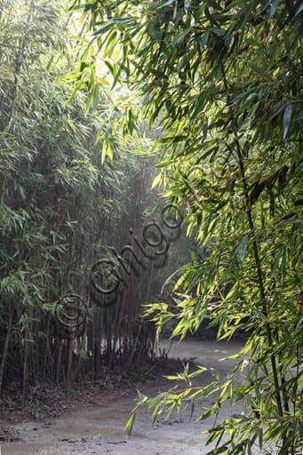 Bamboo walkway at the Masone Labyrinth in Fontanellato, work by Franco Maria Ricci