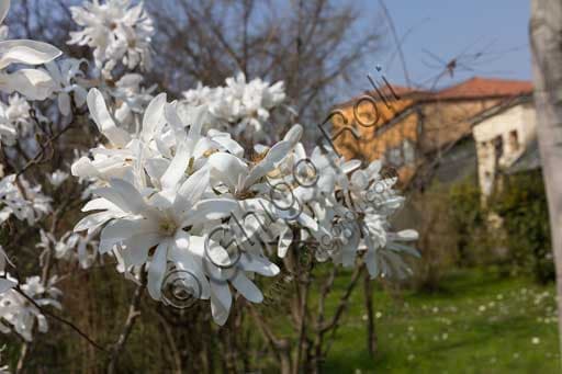 Magnolia stellata (Star Magnolia) in full bloom at the University of Padua Botanical Garden