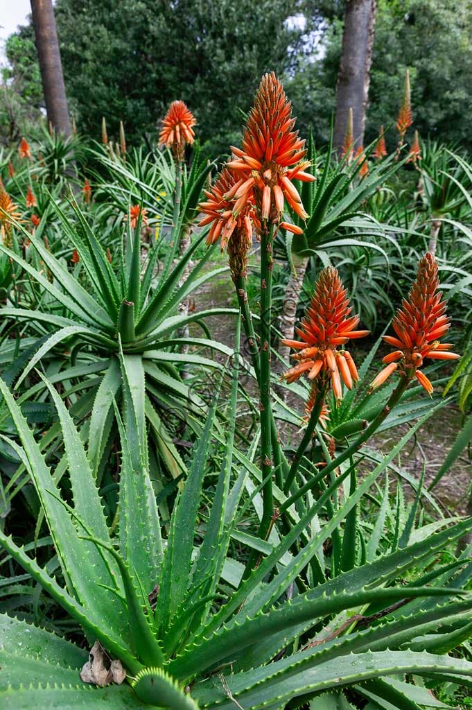 Fioritura rossa dell'Aloe arborescens nel giardino dell'Orto Botanico di Palermo