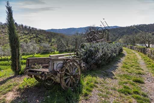 Panorama campagna di Gaiole in Chianti con ulivi, carretto e piante di rosmarino presso Castello di Ama in Toscana