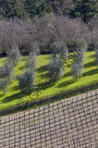 Panorama di Gaiole in Chianti con vigneti e ulivi sotto la Rocca di Castagnoli in Toscana