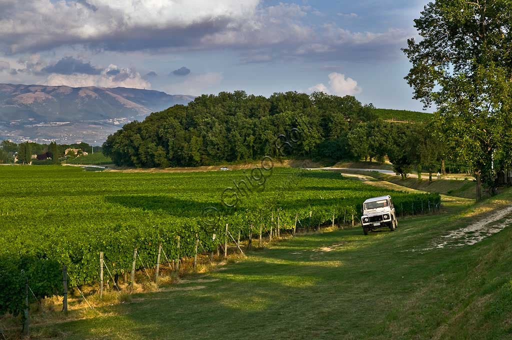 Landscape of the Sagrantino wine vineyards in Montefalco, Umbria