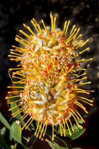 Protea flower on the Protea Terrace, Botanical Garden of Isola Madre, Borromean Islands