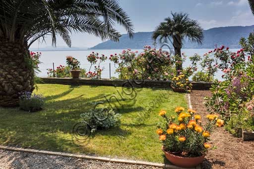 View of the Protea Terrace with exotic flowers, Isola Madre Botanical Garden, Lake Maggiore