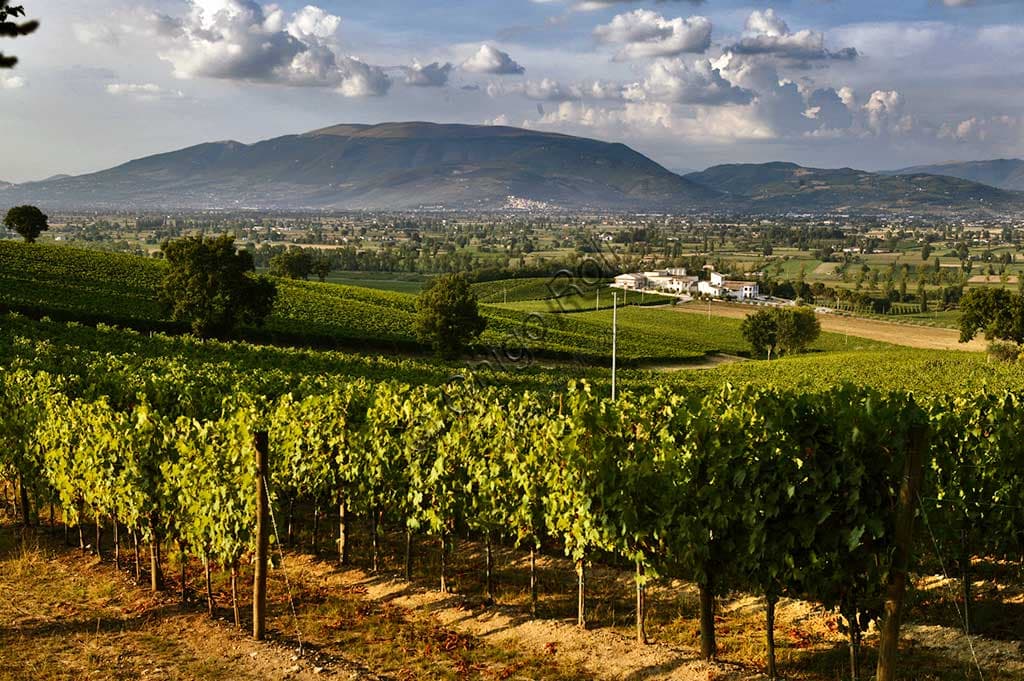 Panoramic view of the vineyards and Arnaldo Caprai Winery in Montefalco, with Mount Subasio and Spello in the background.