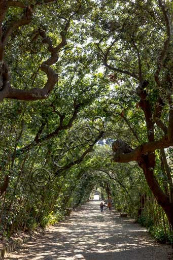 Perspective view of the tree-lined alley in the Boboli Gardens, Florence, with cypress trees and statues