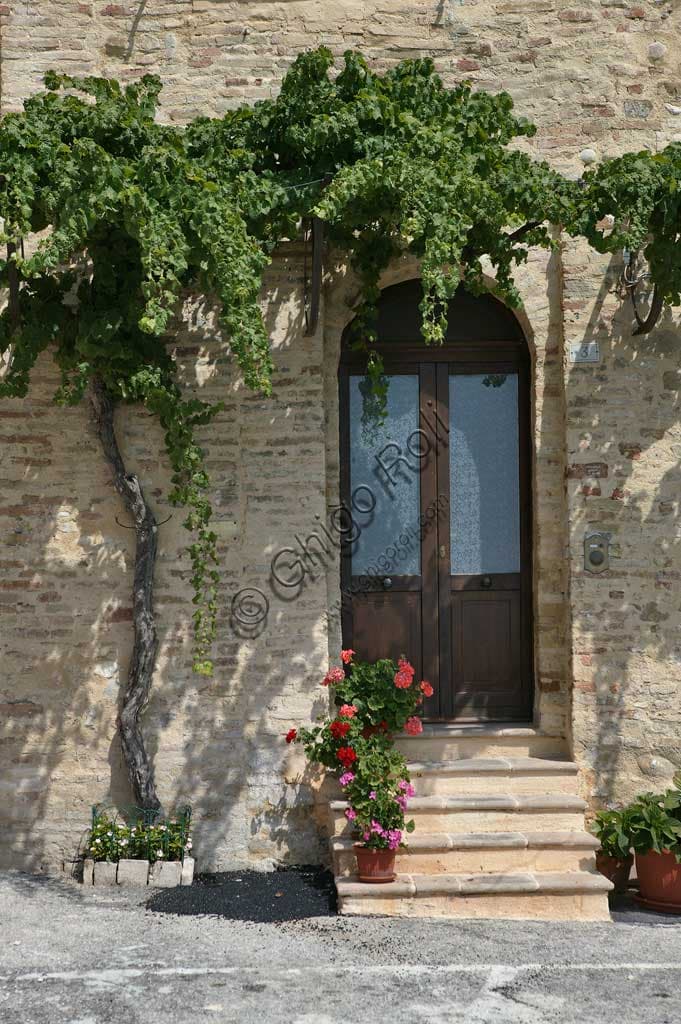 Sagrantino vineyard in Montefalco leaning against the medieval walls of the Umbrian town