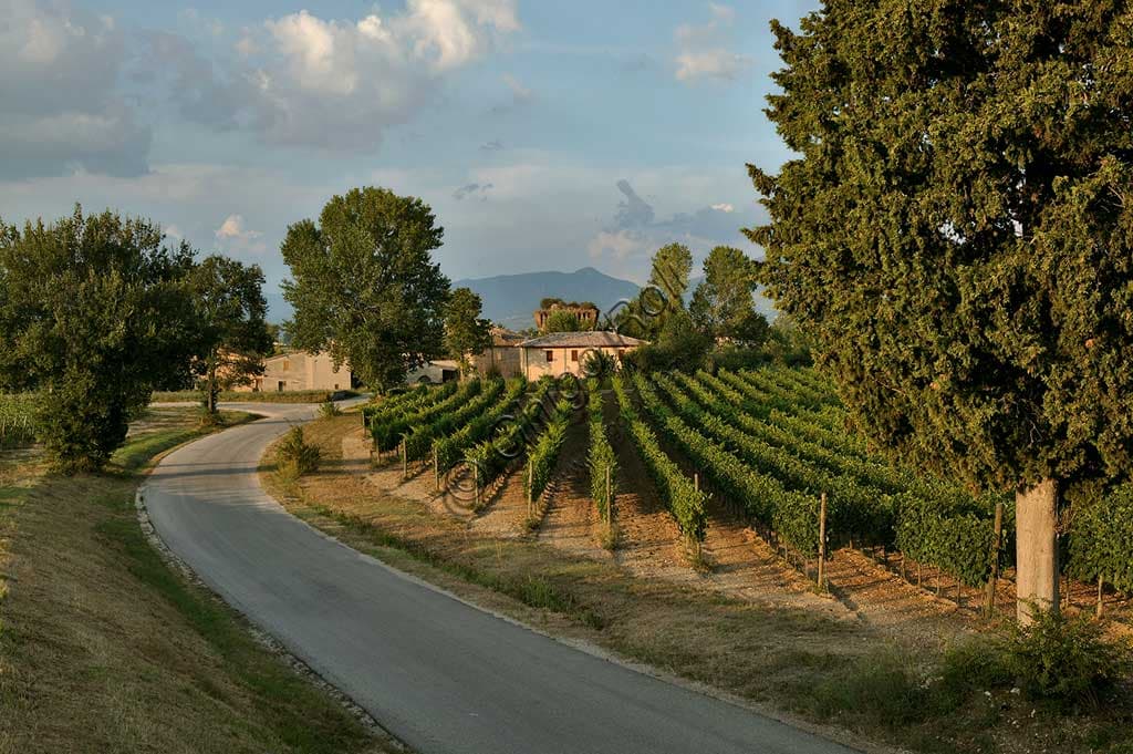 Landscape of Sagrantino vineyards in the Torre area of Montefalco, Umbria