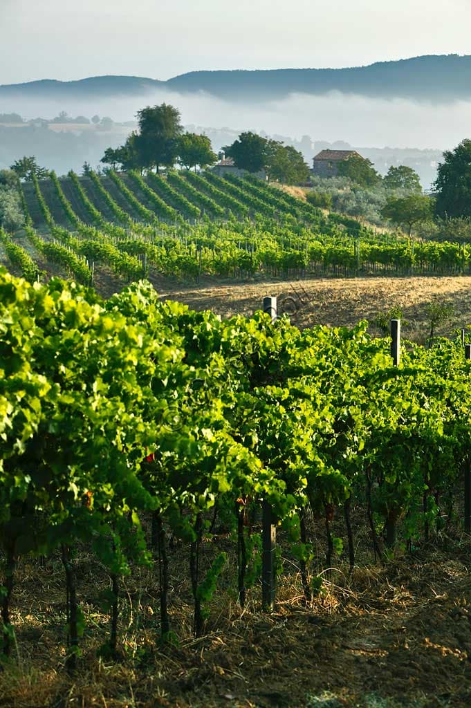 Vineyards near Saragano, Umbria with rolling hills and grapevine rows